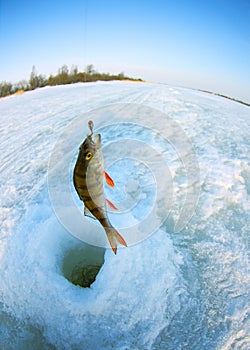 Perch fishing fish-eye lens