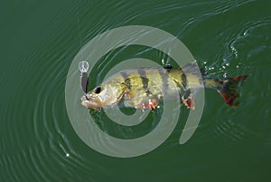 Perch fishing