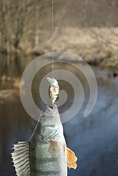 Perch on fishing-rod