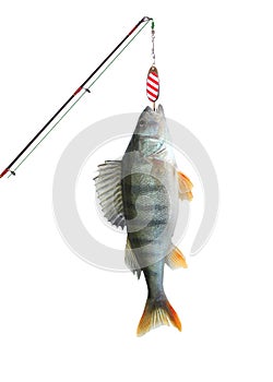 Perch on fishing-rod