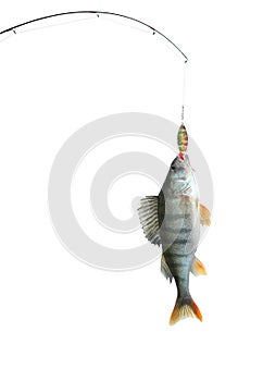 Perch on fishing-rod