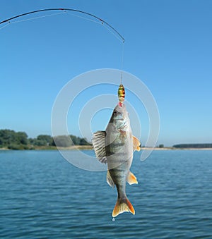 Perch on fishing-rod