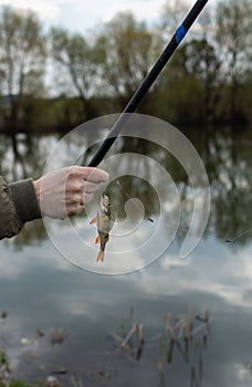 A perch on a fishing rod hook