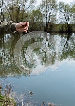 A perch on a fishing rod hook