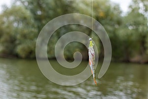 Perch on a fishing rod hook