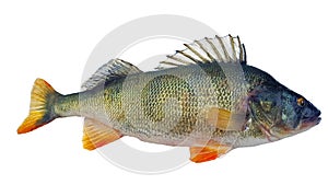 Perch fluviatilis released with raised dorsal fin