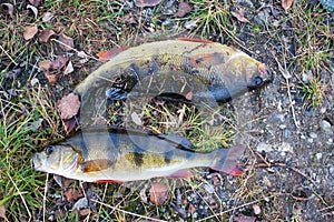 Perch freshly caught in clear cold river