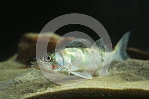 Perch freshwater gamefish Stizostedion lucioperca in the aquarium photo