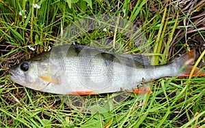 Perch on the green grass. Perch - freshwater fish.Bass river fish