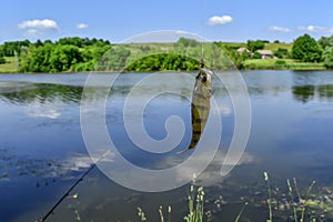 A perch hanging on a hook against a blurred rural landscape with a pond. Fish caught in a lake close-up. Background with copy