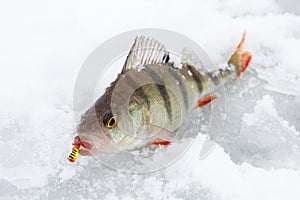 Perch on ice