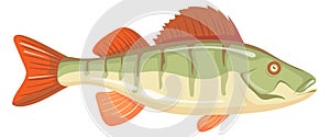 Perch icon. Freshwater river fish. Cartoon predator