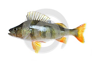 Perch Isolated photo