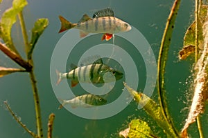 Perch in the lake photo