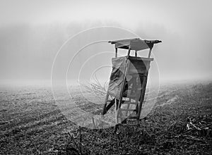 Perch in morning fog - monochrom