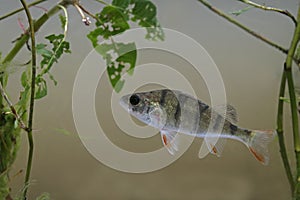 Perch, Perca fluviatilis