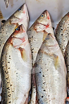 Perch (Perca fluviatilis)