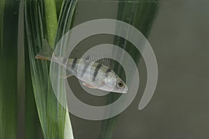 Perch, Perca fluviatilis