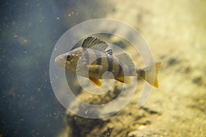 Perch, Perca fluviatilis
