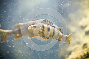 Perch, Perca fluviatilis, single fish in water