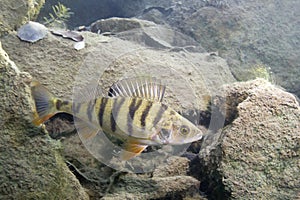 Perch perca fluviatilis Underwater photography