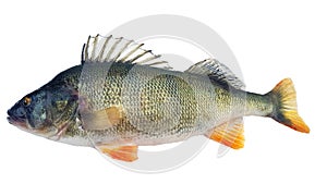 Perch Perca released with raised dorsal fin