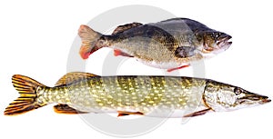 Perch and pike - two typical freshwater predators