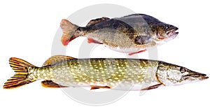 Perch and pike - two typical freshwater predators photo