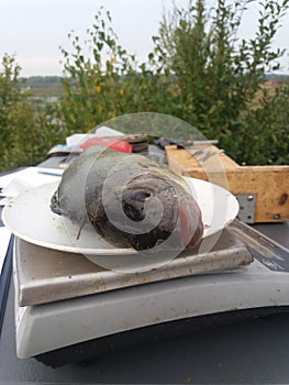 Perch on a scales science in the field