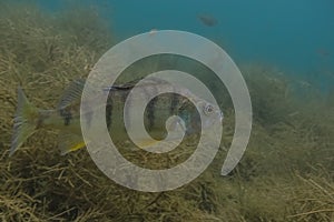 perch side view in a lake with seagrass