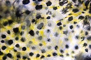 Perch skin seen through scales