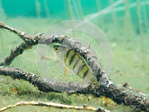 Perch and sunken branch underwater in lake
