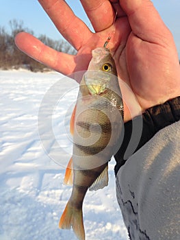 Perch from under the ice, winter fishing.