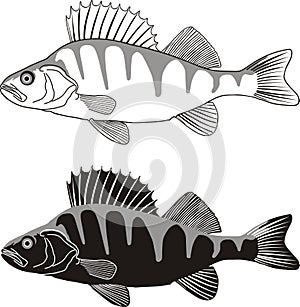 Perch - vector illustration of freshwater fish