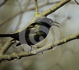 Perched Above The Bird Feeder