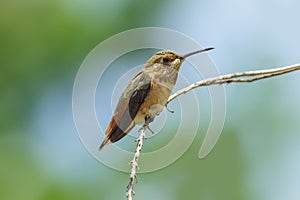 Perched Allen`s Hummingbird