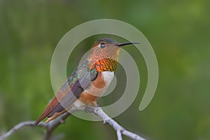 Perched Allen`s Hummingbird