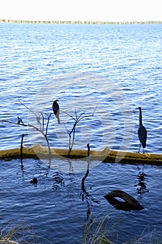 Perched Anhinga (Anhinga anhinga) and Great blue heron (Ardea herodias) with forested lakeshore on horizon