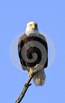 Perched bald eagle on a Branch