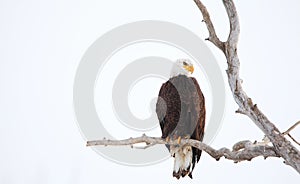 Perched Bald Eagle in a Wintery Tree