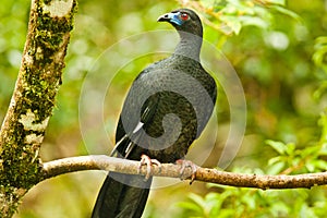 Perched Black Guan