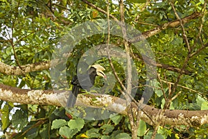 Perched Black Male Hornbill with Ripe Fig in Beak