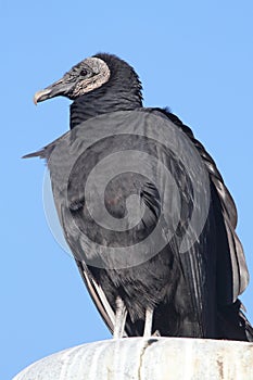 Perched Black Vulture