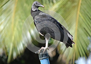 Perched black vulture - Coragyps astratus photo