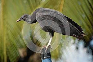 Perched black vulture - Coragyps atratus photo