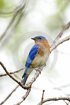 Perched blue bird photo