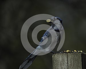 A Perched Blue Jay With A Peanut