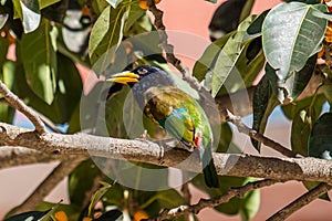 Perched Blue Throated Barbet