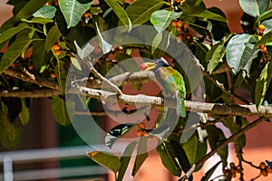 Perched Blue Throated Barbet Holding Fruit