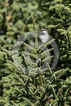 Perched Boreal Chickadee